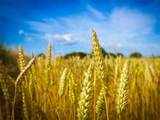 Amid Ukraine muddle, global prices for wheat surge 3% to $290-300 a tonne