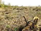 Madhya Pradesh’s forest cover shrinking