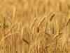 Wheat harvesting to get delayed due to rains in Punjab, Haryana