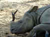 Rhino shot dead in Assam