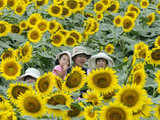 Sunflower festival in Tokyo