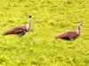 Project to save Great Indian Bustard set to roll out in April