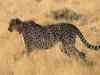 African leopard dies due to kidney failure in Junagadh Zoo