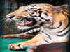 Tiger mauls fisherman to death in Sundarbans
