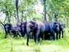 Tuskers knock at Chhattisgarh's Barnawapara