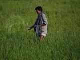 fertiliser ministry notifies P&K subsidy rates