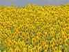 Ukraine crisis may hit sunflower oil imports: Ruchi Soya