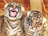 Two tiger cubs born in Ranthambhore National Park