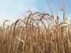 Barley futures decline on weak domestic cue