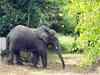 High court orders freedom for captive elephant Sunder