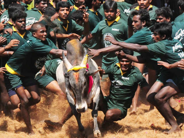 Bulls are not to be exhibited as performing animals