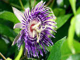 Passion flower in the shape of a rakhi