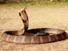15-ft-long king cobra caught in Andhra Pradesh, released in forest