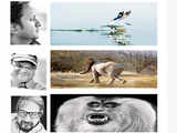 Wild passions: Meet some top executives crazy about wild photography