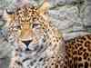 Humans and leopards can co-exist: Wildlife biologist