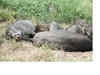Lok Sabha Polls 2014: Pakistani wild boars become poll issue in Punjab village