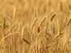 'Wheat procurement may slip below last year's 25 million ton level'