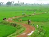 Farmers at Singur land