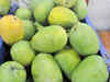 India irked by EU ban on Alphonso mangoes