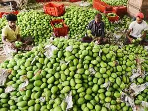 15 Little Known Leafy Vegetables Of India You Need To Try