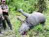 Rhino killed by poachers in Kaziranga National Park