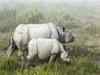 Another Kaziranga rhino killed, horn missing