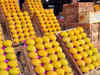 EU's import ban on Alphonso mangoes comes into force