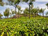 Tea producers do not see major crop loss this year