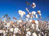 Chinese policy causes a 25% fall in India's April cotton exports