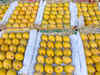 South Gujarat sees arrival of Mangoes