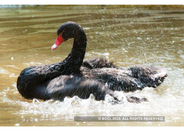 Acqua beauty at Karanji Lake in Mysore