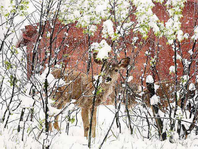 Snowfall: Mule deer fawn shelters in a shrub