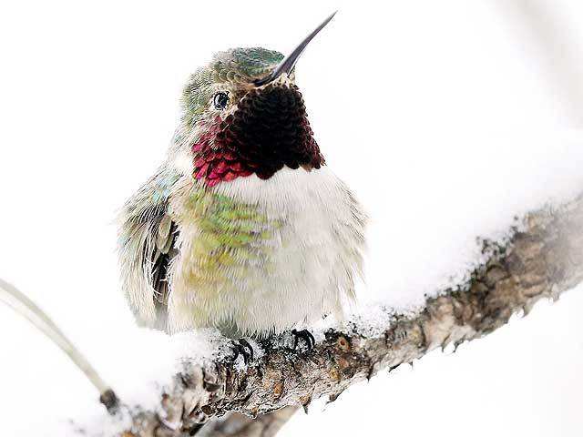 Hummingbird on a branch covered in snow