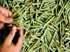 Chhattisgarh prohibits illegal collection of tendu leaves