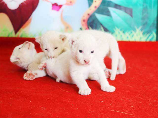 White lion cubs abandoned by their mother