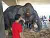 Case against parading of ailing elephant