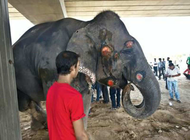 Speeding truck runs over 2 Elephants