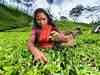 No sign of crop insurance coverage for weather hit tea sector