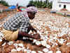 Incentive for coconut growers to be raised to Rs 30,000