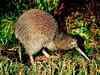 150-year-old evolutionary mystery solved: Iconic Kiwi actually once flew