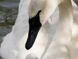 A male trumpeter swan