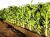 Haryana Agriculture University signs MoU with Ganga Kaveri seeds company