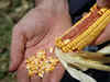 Maize weakens in thin trade