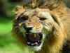 Asiatic lion's abode set for Unesco leap