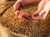 Wheat procurement in Haryana reaches targeted level of 65 lakh tonnes