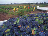 Raising the Barossa: Barossa Valley, Australia