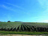 A Bit of the Bubbly: Champagne-Ardenne, France