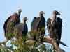 Vultures to be tracked with transmitters in Maharashtra