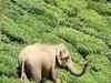 Killer elephant captured in Kumbeli village, Karnataka