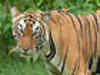 One more tigress to be introduced in Sariska